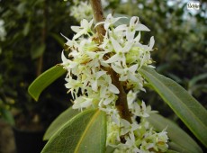 Osmanthus decorus 'Angustifolius' 