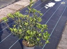 Osmanthus heterophyllus 