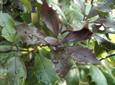 Osmanthus heterophyllus 'Purpureus'