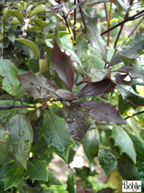 Osmanthus heterophyllus 'Purpureus'