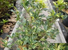 Osmanthus heterophyllus 'Tricolor'