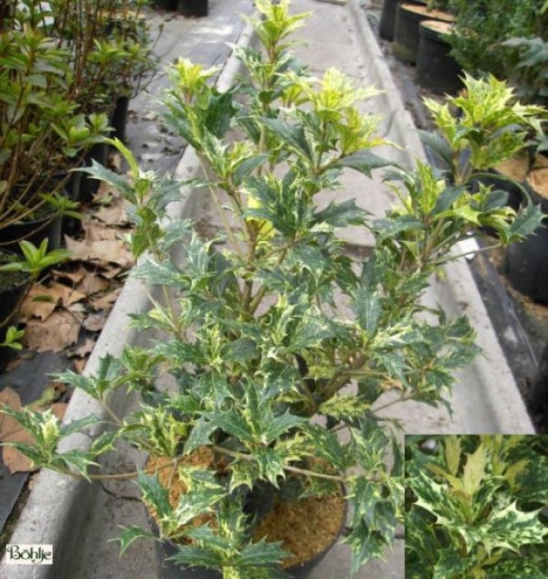Osmanthus heterophyllus 'Tricolor'