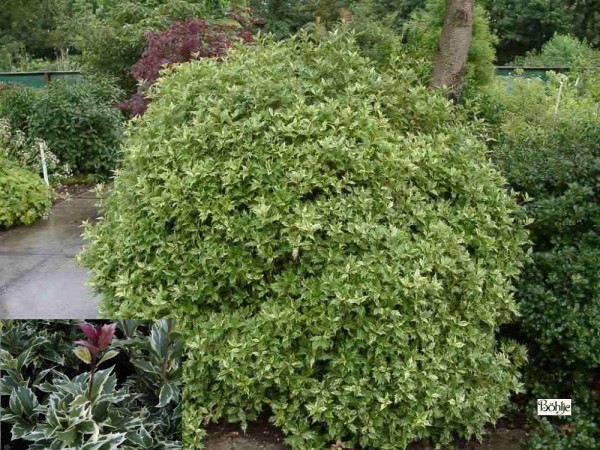 Osmanthus heterophyllus 'Variegatus'