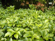 Pachysandra terminalis -Schattengrün / Dickmännchen-