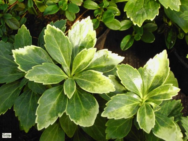 Pachysandra terminalis 'Compacta' -Schattengrün-