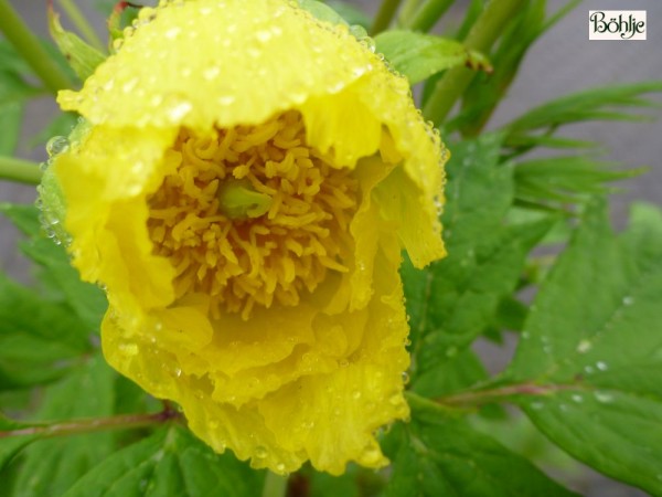 Paeonia lutea