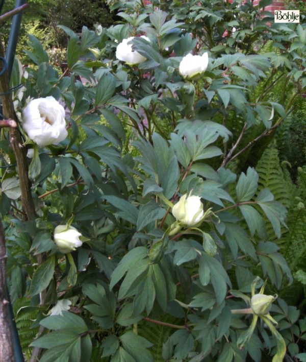 Paeonia suffruticosa Hybriden in Farben -Strauchpfingstrose-