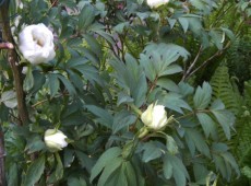 Paeonia suffruticosa Hybriden in Farben -Strauchpfingstrose-