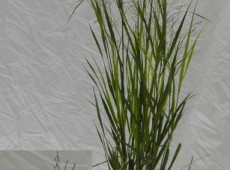 Panicum virgatum 'Heavy Metal' -bläuliche Rutenhirse-