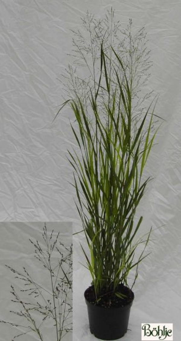 Panicum virgatum 'Heavy Metal' -bläuliche Rutenhirse-