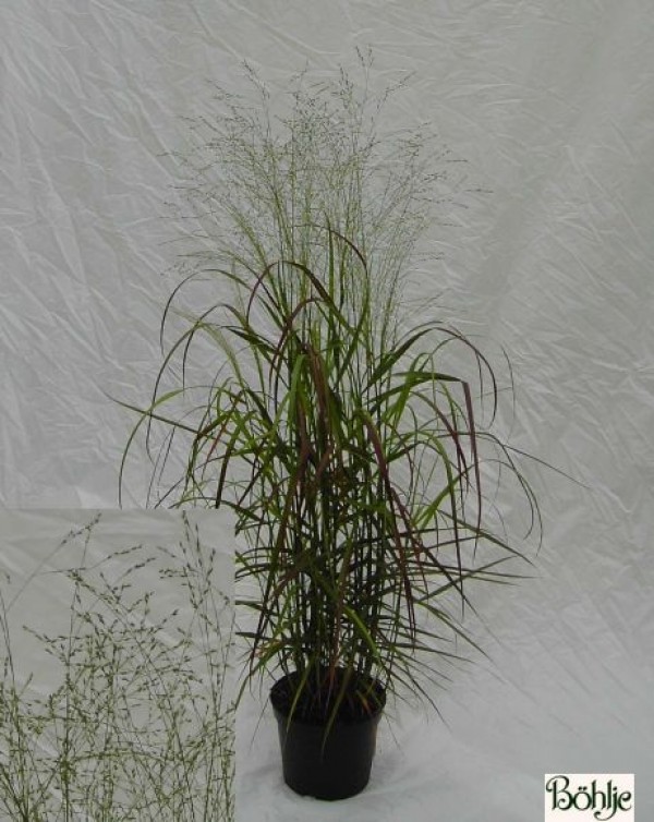 Panicum virgatum 'Rehbraun' -rotbraune Rutenhirse-