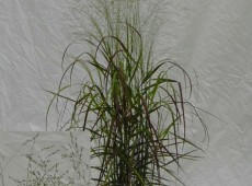 Panicum virgatum 'Rehbraun' -rotbraune Rutenhirse-