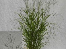 Panicum virgatum 'Warrior' -großblütige Rutenhirse-