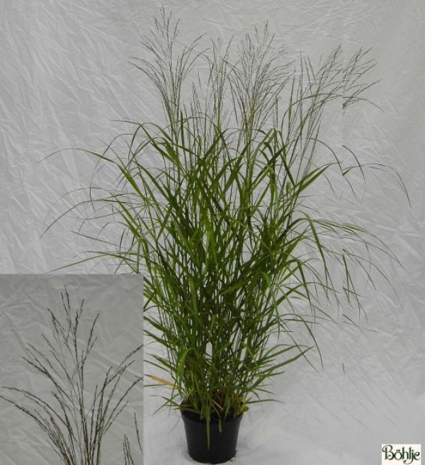 Panicum virgatum 'Warrior' -großblütige Rutenhirse-