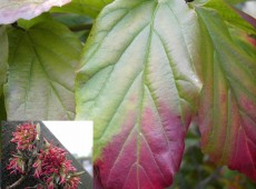 Parrotia persica -Eisenholzbaum-