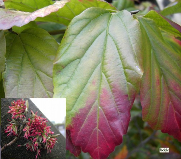 Parrotia persica -Eisenholzbaum-