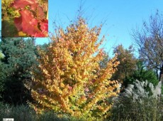 Parrotia persica 'Vanessa'