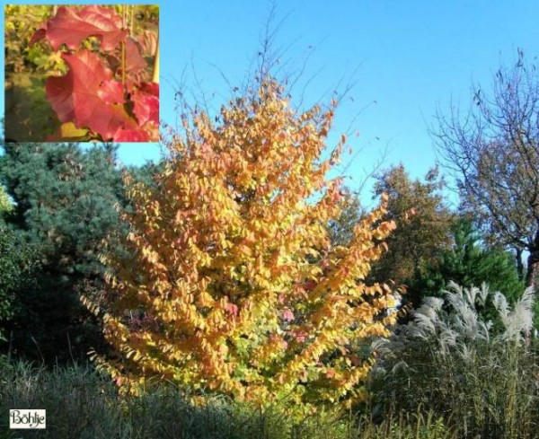 Parrotia persica 'Vanessa'