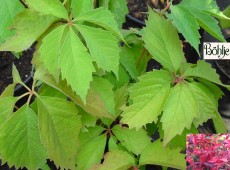 Parthenocissus quinquefolia 'Engelmannii' -wilder Wein-Jungfernrebe-