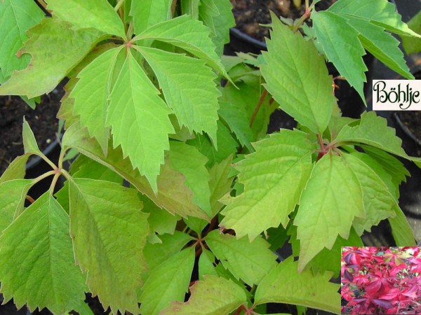 Parthenocissus quinquefolia 'Engelmannii' -wilder Wein-Jungfernrebe-