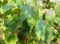 Parthenocissus quinquefolia -wilder Wein / Jungfernrebe-