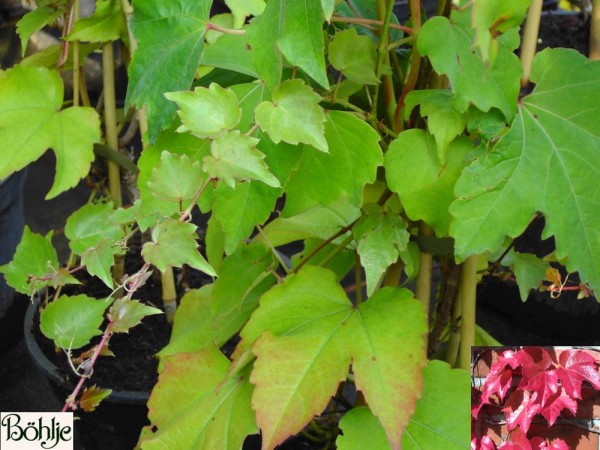 Parthenocissus tricuspidata 'Green Spring' -wilder Wein-Jungfernrebe-