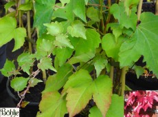 Parthenocissus tricuspidata 'Green Spring' -wilder Wein-Jungfernrebe-