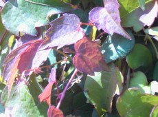 Parthenocissus tricuspidata 'Veitchii' -wilder Wein / Jungfernrebe-