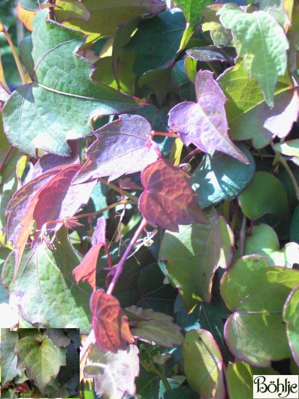 Parthenocissus tricuspidata 'Veitchii' -wilder Wein / Jungfernrebe-