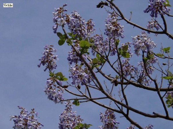 Paulownia tomentosa -Blauglockenbaum-
