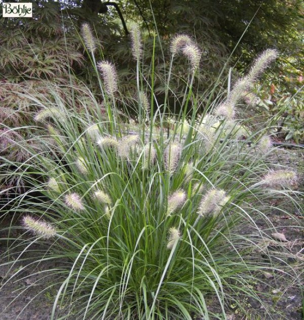 Pennisetum alopecuroides 'Hameln' -Lampenputzergras-