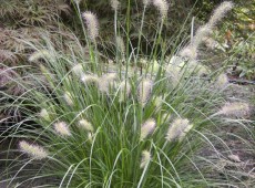 Pennisetum alopecuroides 'Hameln' -Lampenputzergras-