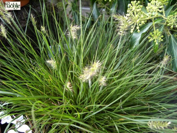 Pennisetum alopecuroides 'Little Bunny' -Zwerglampenputzergras-