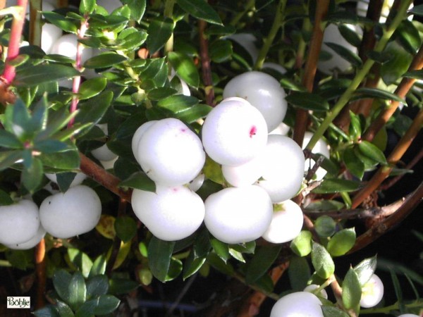 Pernettya mucronata 'Alba' -Torfmyrte- 