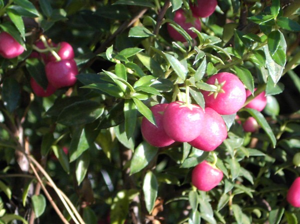 Pernettya mucronata 'Purpurea' -Torfmyrte- 