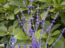 Perovskia atriplicifolia 'Blue Spire' -Blauraute-