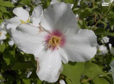 Philadelphus 'Belle Etoile' 