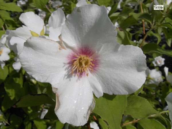 Philadelphus 'Belle Etoile' 