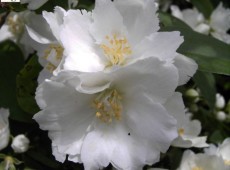 Philadelphus 'Dame Blanche' -euopäischer Pfeifenstrauch-