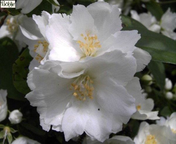 Philadelphus 'Dame Blanche' -euopäischer Pfeifenstrauch-