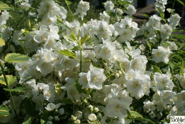 Philadelphus coronarius 'Innocence'