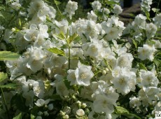 Philadelphus coronarius 'Innocence'