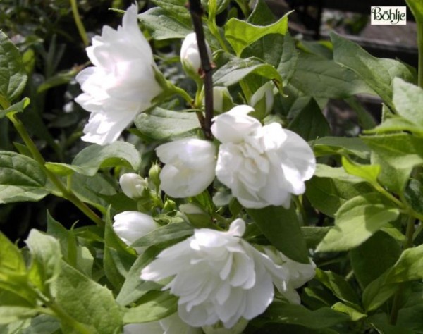 Philadelphus 'Manteau d'Hermine' -Gartenjasmin-