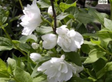 Philadelphus 'Manteau d'Hermine' -Gartenjasmin-