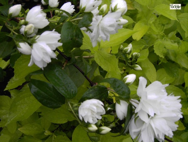 Philadelphus 'Schneesturm' -falscher Jasmin-