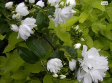 Philadelphus 'Schneesturm' -falscher Jasmin-