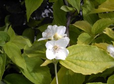 Philadelphus coronarius 'Aureus' 