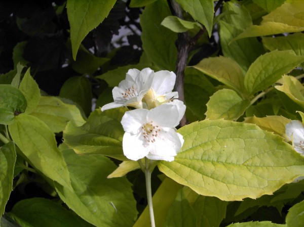 Philadelphus coronarius 'Aureus' 