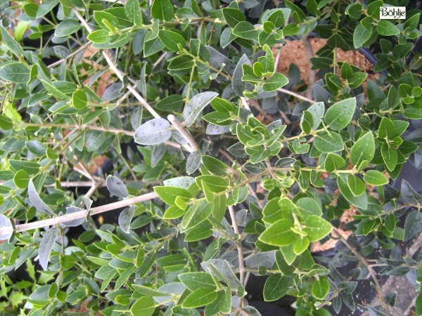 Phillyrea latifolia -Steinlinde-