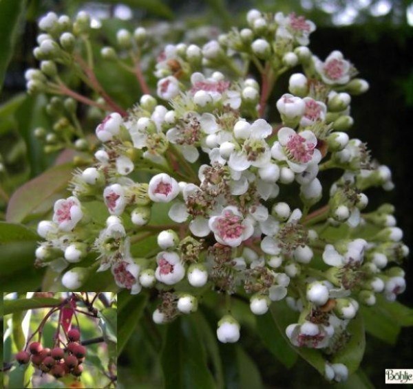 Photinia davidiana (Stranvaesia davidiana ) -Lorbeermispel-